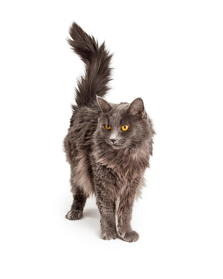 Beautiful Grey Color Long Hair Cat Photograph by Good Focused - Fine Art  America
