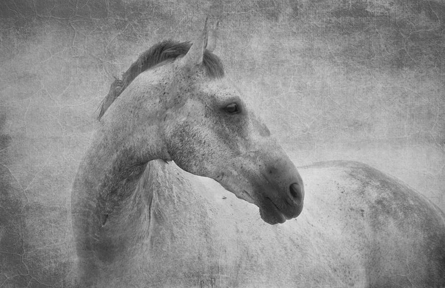 Beautiful Grey Horse in textured black and white Photograph by Michelle Wrighton