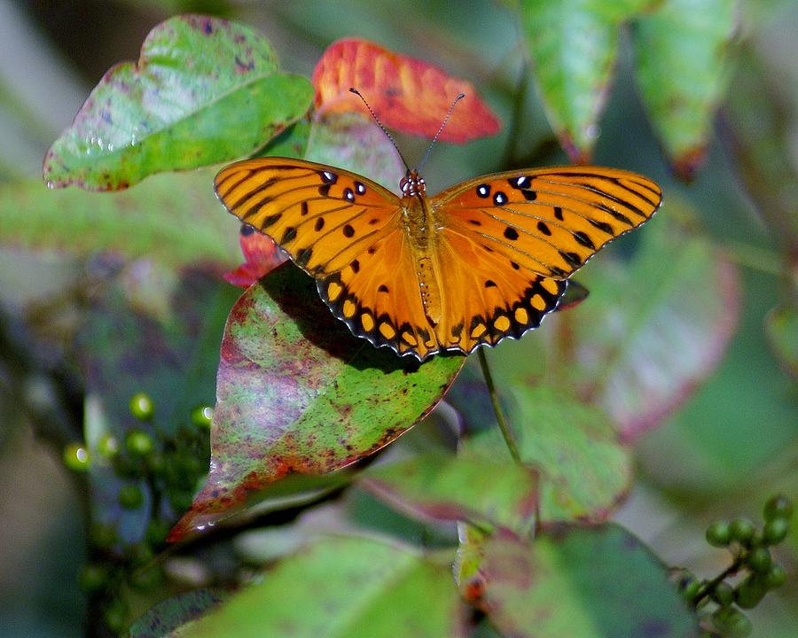 Beautiful Gulf Fritillary Butterfly Photograph by Patricia Twardzik