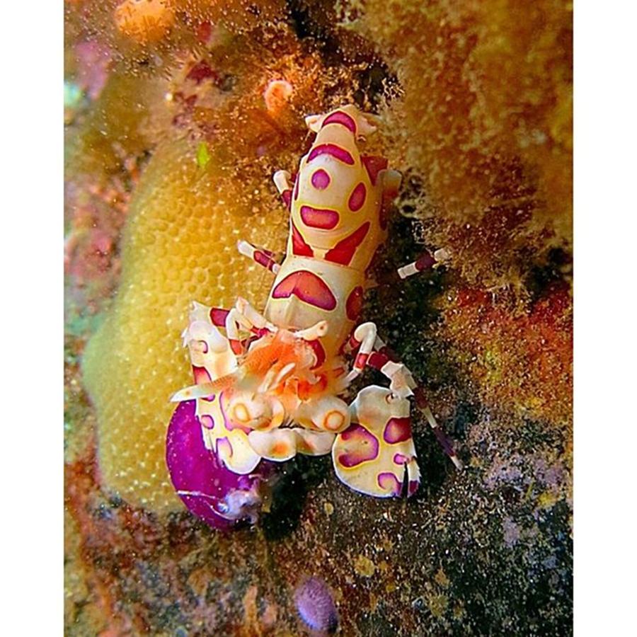 Nature Photograph - Beautiful Harlequin Shrimp Munching On by Everett Dahlmeier