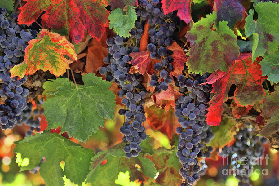Beautiful Harvest Vineyard Photograph by Stephanie Laird
