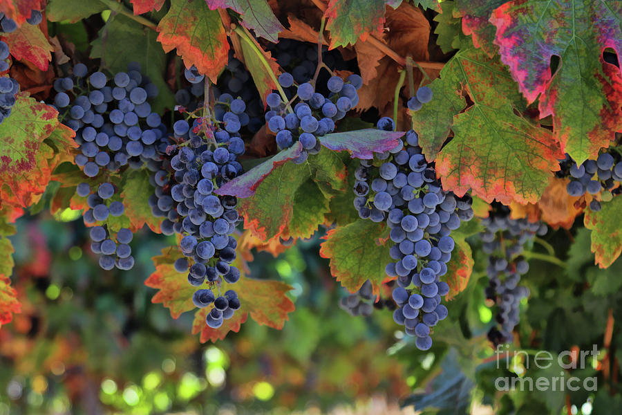 Beautiful Harvest Wine Vineyard Photograph by Stephanie Laird