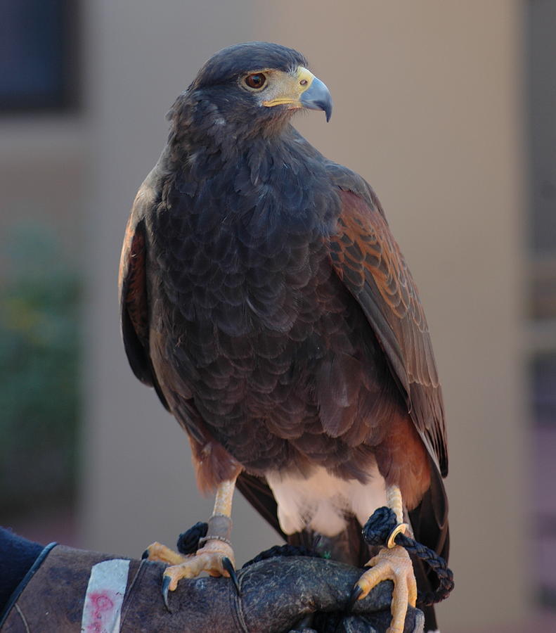 Beautiful Hawk At The Desert Museum Photograph