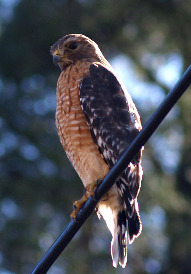 Beautiful Hawk Photograph by Heidi Berkovitz