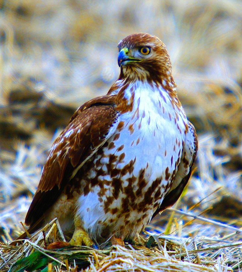 Beautiful Hawk Photograph