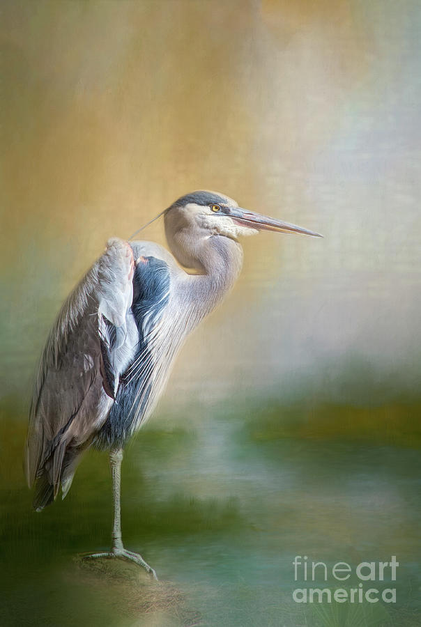 Beautiful Heron Photograph by Elisabeth Lucas | Fine Art America