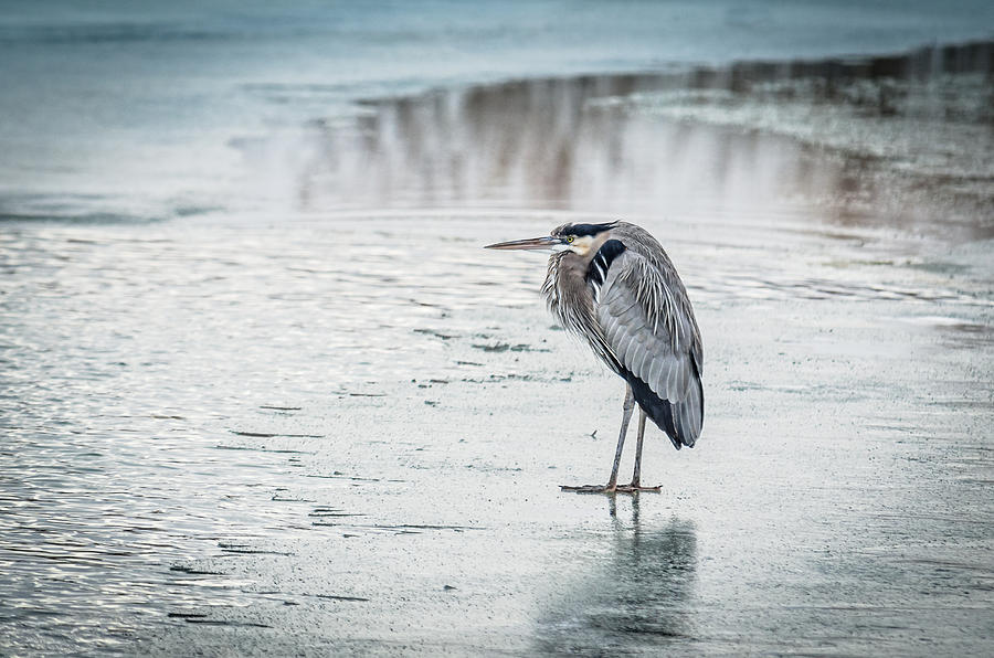 Beautiful Heron In Winter Photograph by Yeates Photography