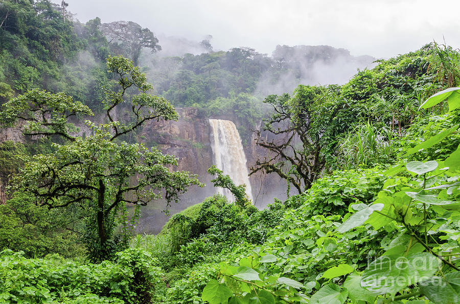 Beautiful Forest Pictures Rain