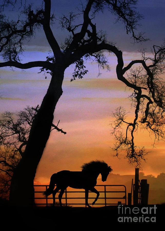 Beautiful Horse and Fence with Oak Tree Sunrise Silhouette Photograph by Stephanie Laird