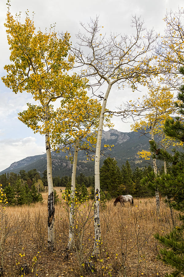 Beautiful Horse Autumn Aspen Trees Grove Grazing Photograph by James BO Insogna