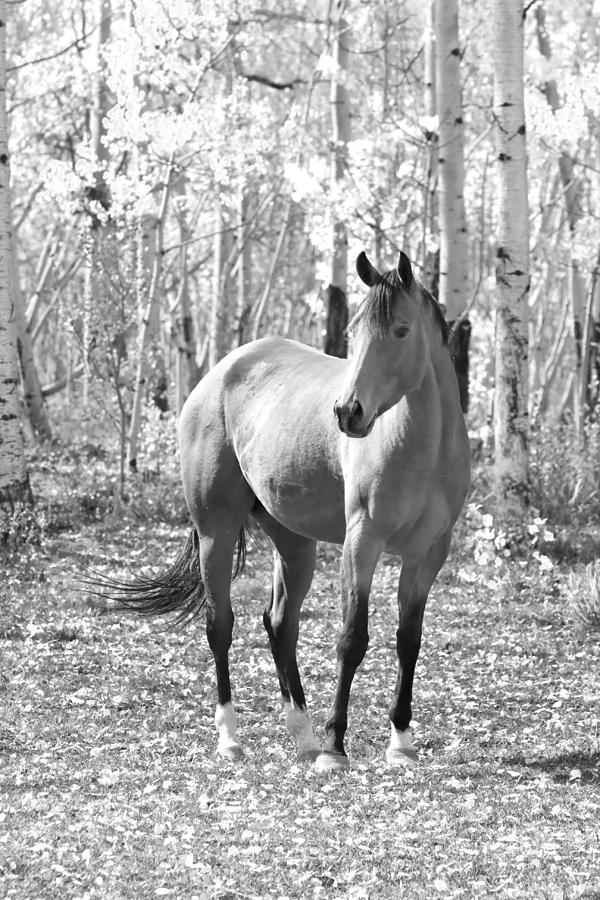 Beautiful Horse in Black and White Photograph by James BO Insogna