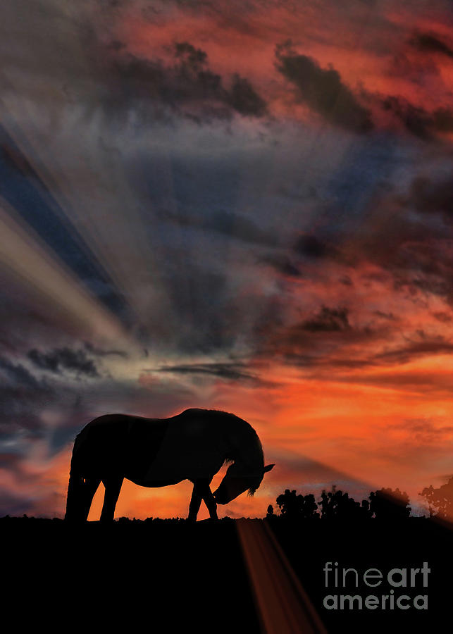 Beautiful Horse in the Southwestern Sunrise Photograph by Stephanie Laird