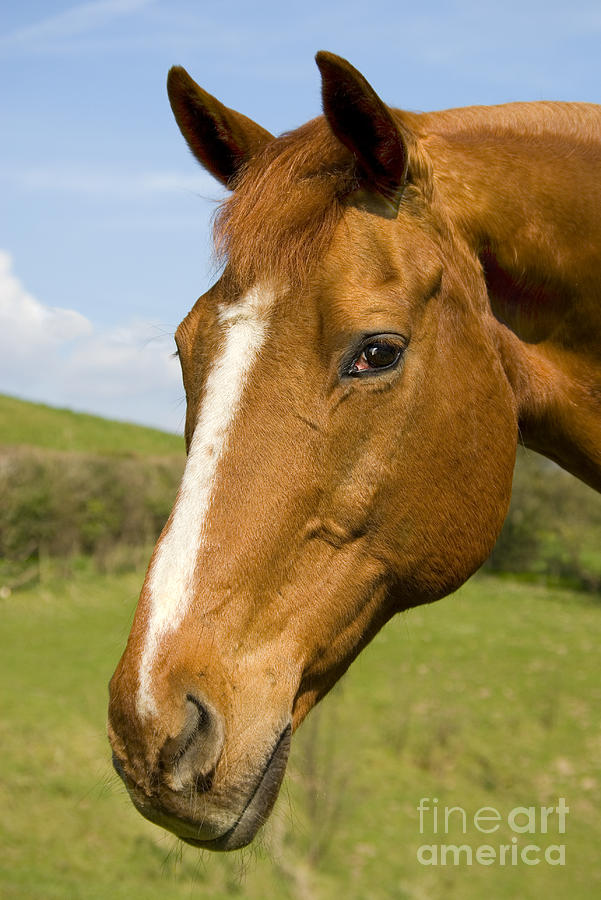 Animal Photograph - Beautiful Horse Portrait by Meirion Matthias