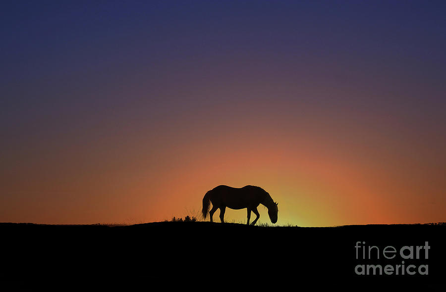Beautiful Horse Silhouette Photograph by Stephanie Laird