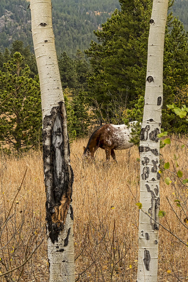 Beautiful Horse Through The Aspen Trees Portrait Photograph by James BO Insogna