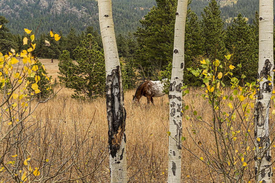 Beautiful Horse Through The Aspen Trees Trunks Photograph by James BO Insogna