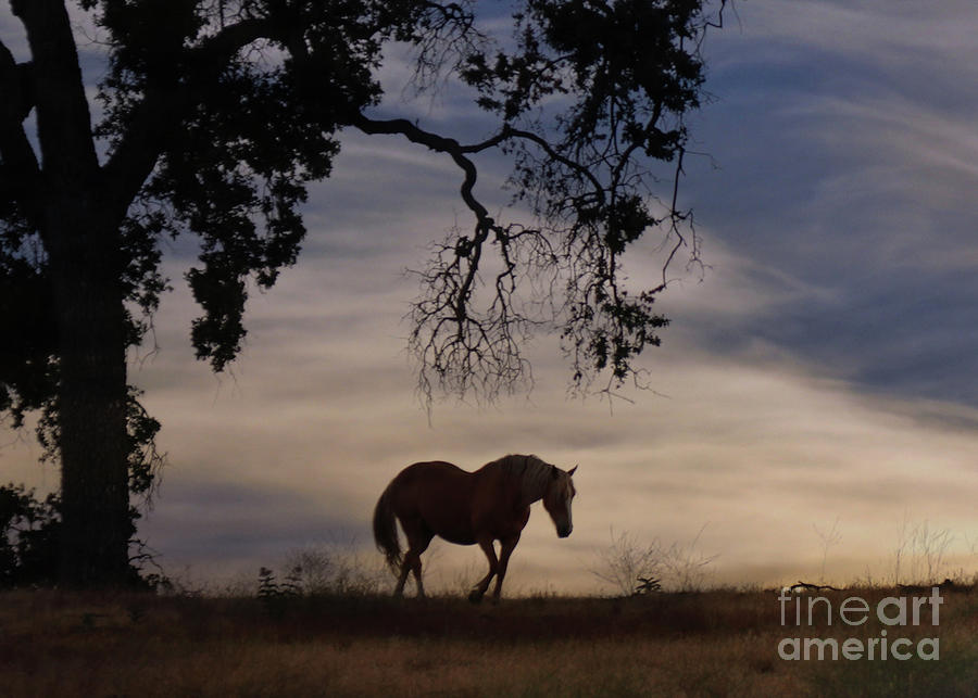 Beautiful Horse with Oak Tree Photograph by Stephanie Laird