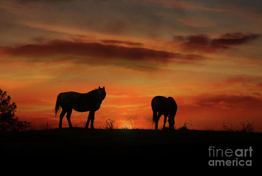 Beautiful Horses and Sunrise, Silhouetted Southwestern Colors Photograph by Stephanie Laird
