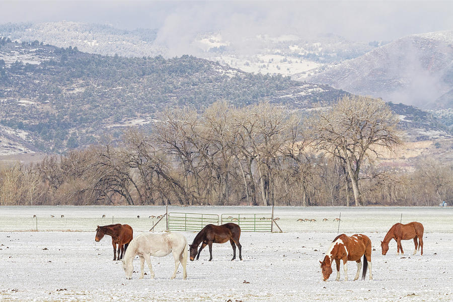 Beautiful Horses Geese and Snow Photograph by James BO Insogna