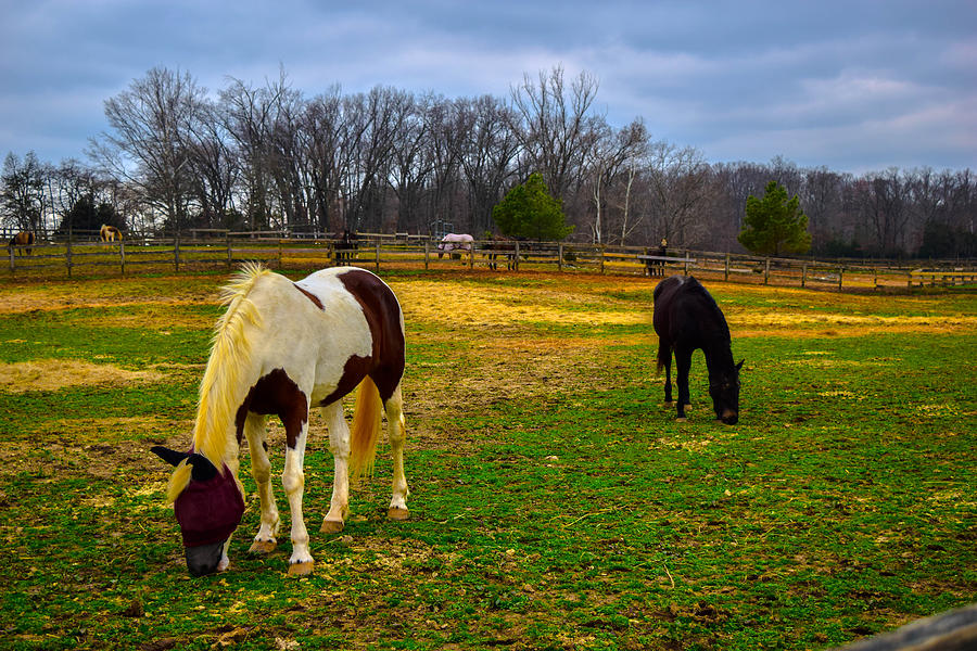 Beautiful Horses Photograph by Kimberly Martinez - Pixels