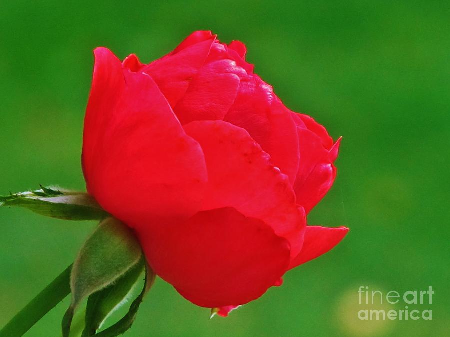Beautiful Hot Pink Rose Photograph