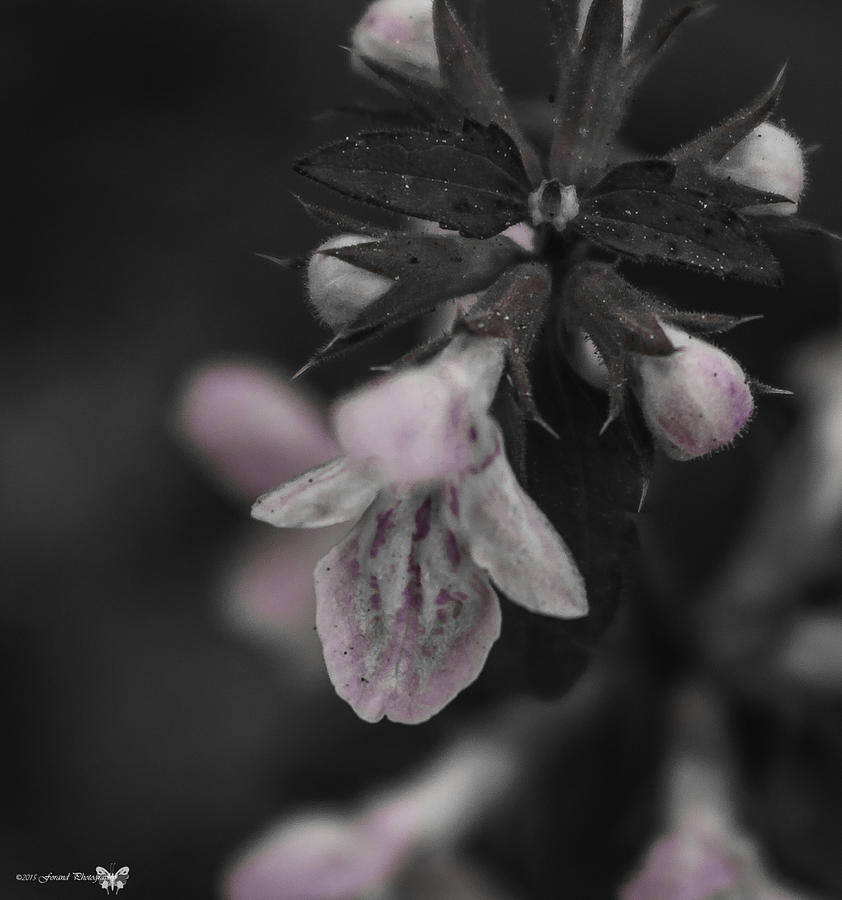 Beautiful Houstonia purpurea Photograph by Debra Forand