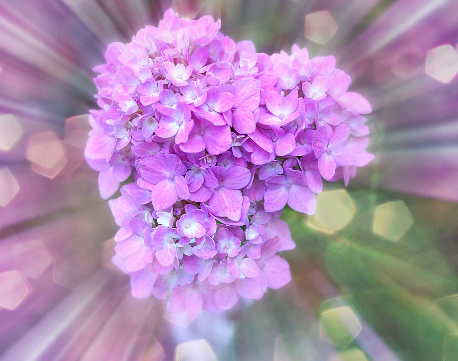 Beautiful Hydrangea Photograph by Lilia D