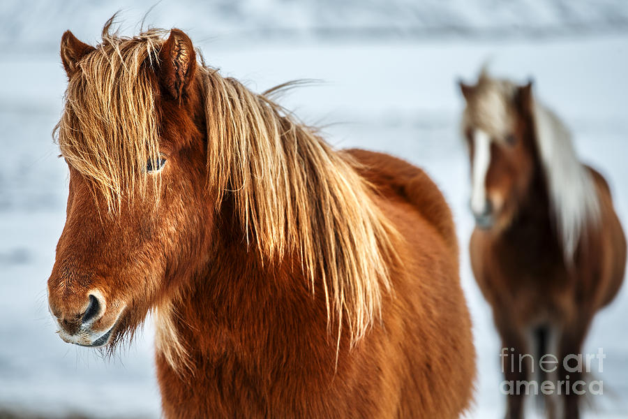 Beautiful Icelandic horses Photograph by Anna Om
