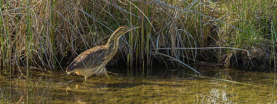 Beautiful Idaho Bittern In Spring Photograph by Yeates Photography