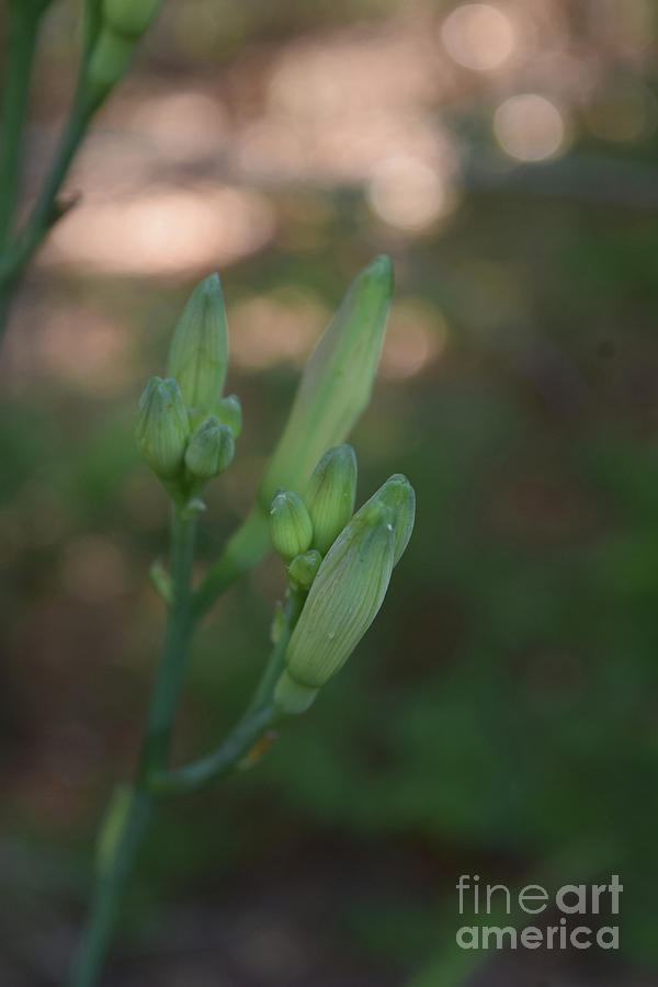 Beautiful Image of Daylily Buds in the Spring Photograph by DejaVu Designs
