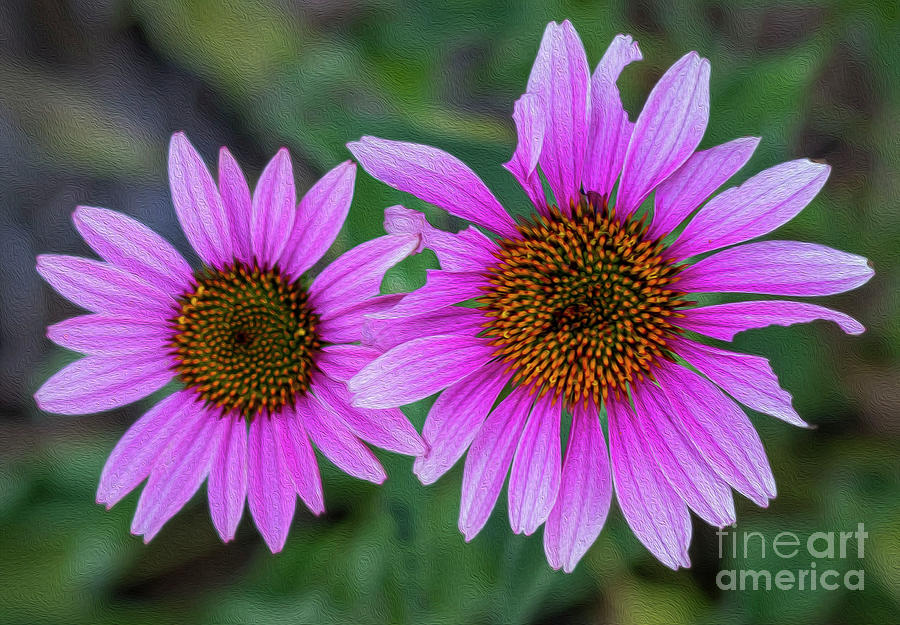 Beauty in Imperfection Photograph by Barnes Fine Art America