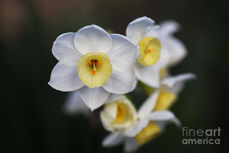 Beautiful In White Jonquil Flowers Photograph by Joy Watson