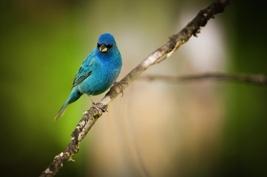 Animal Photograph - Beautiful Indigo Bird by Chad Davis