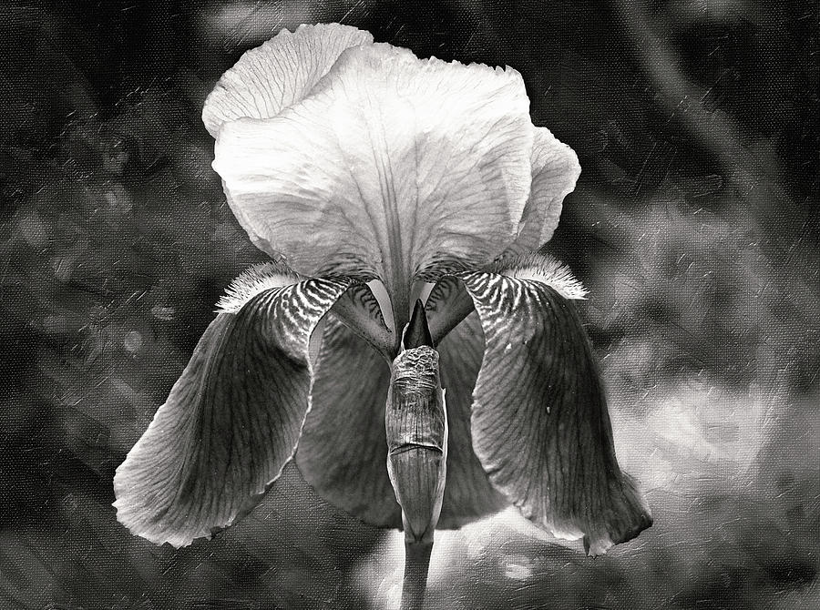 Beautiful Iris in Black and White Photograph by Trina Ansel