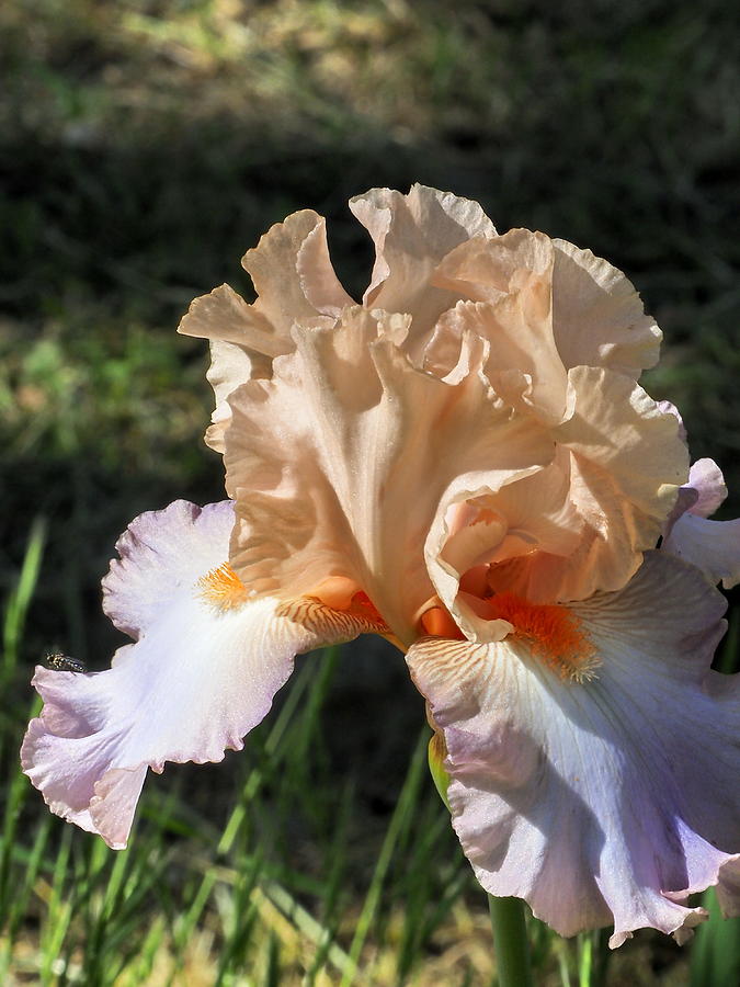Beautiful Iris Photograph by Richard Thomas