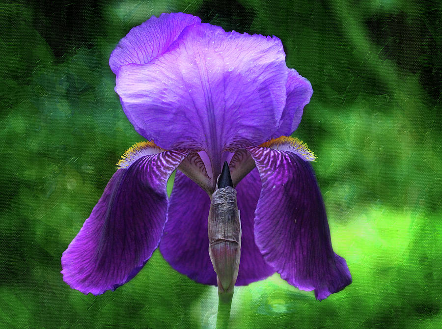 Beautiful Iris with Texture Photograph by Trina Ansel