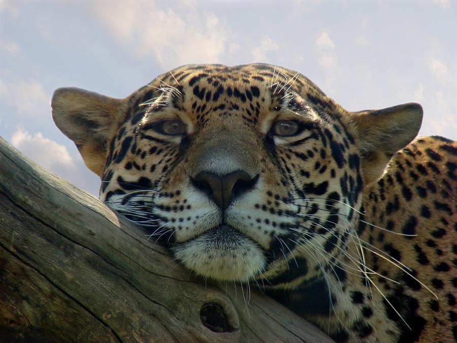 Beautiful Jaguar Photograph by Sandy Keeton