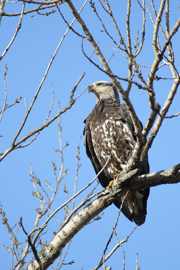 Beautiful Juvenile Eagle Photograph by Brook Burling