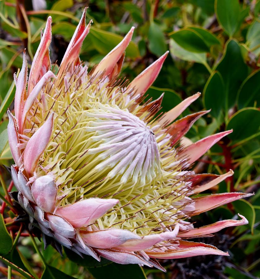 beautiful King protea Photograph by Werner Lehmann - Fine Art America