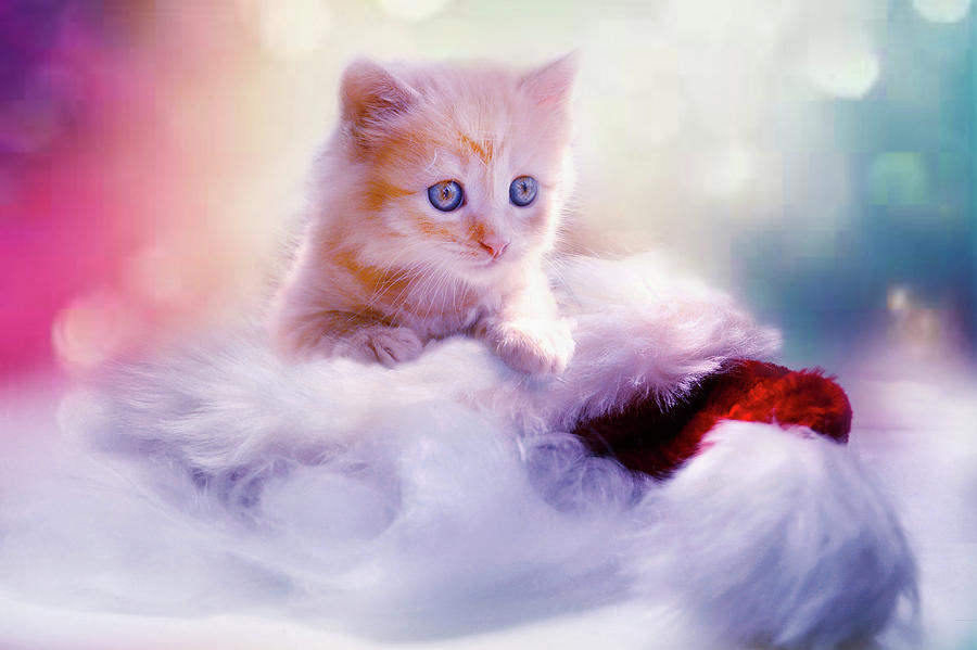 beautiful kitten pictures