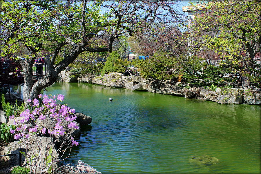 Koi Photograph - Beautiful Koi Pond Between Belle Isle Conservatory and Aquarium by Anita Hiltz