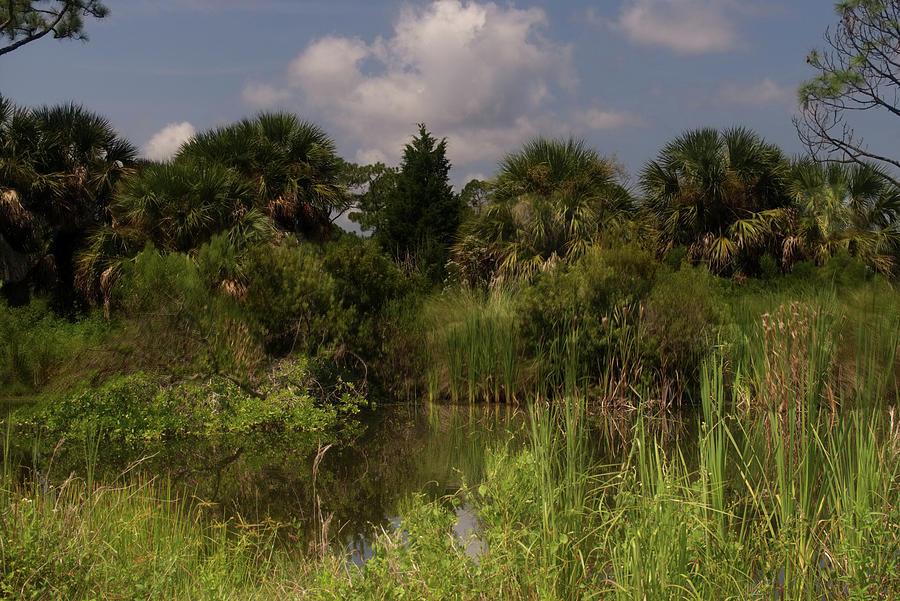 Beautiful landscape of trees by Vincent Billotto Beautiful landscape of trees by Vincent Billotto