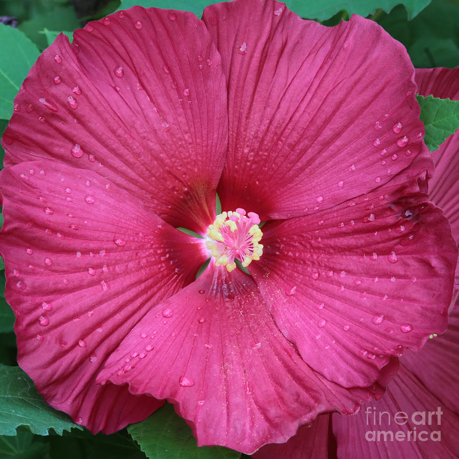 Beautiful Large Hibiscus Photograph by Carol Groenen