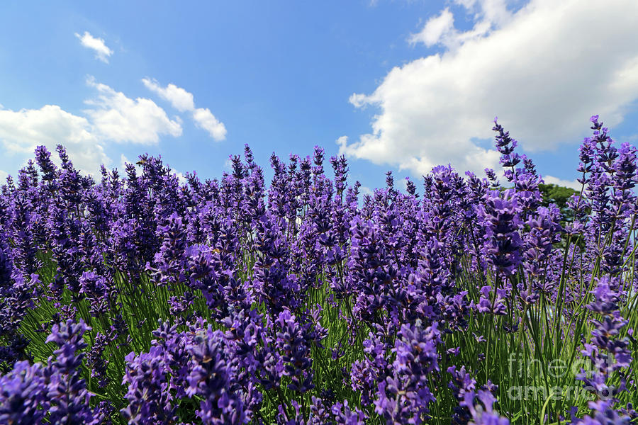 Beautiful Lavender Photograph by Julia Gavin