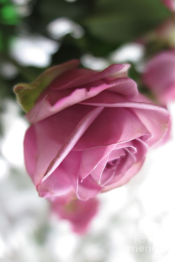 Beautiful Lavender Rose 2 Photograph by Tara  Shalton