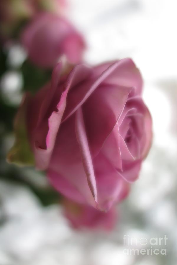 Beautiful Lavender Rose 3 Photograph by Tara  Shalton