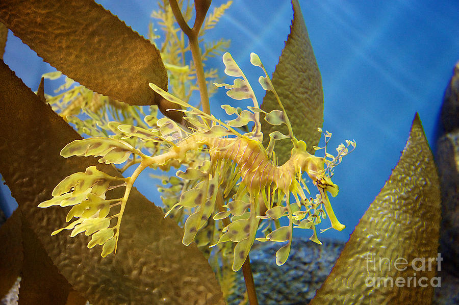 Fish Photograph - Beautiful Leafy Sea Dragon by Brooke Roby