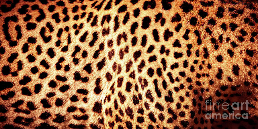 Beautiful leopard skin background Photograph by Anna Om