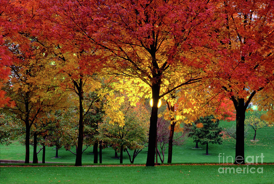 Beautiful Light at the Park in St. Louis in Autumn Photograph by Wernher Krutein