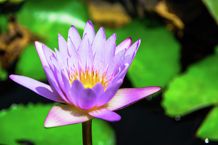 Beautiful Lilac Lotus Photograph